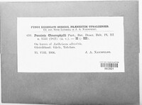 Puccinia chaerophylli image